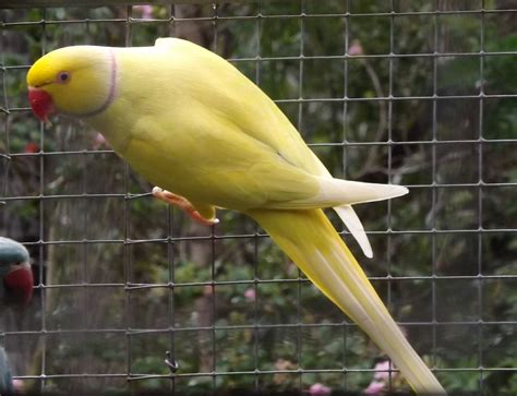 ringneck yellow parrot|yellow ringneck parrot price.